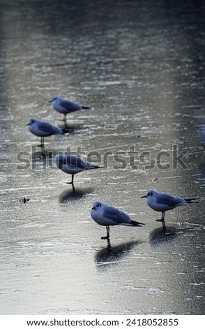 Frozen winter lake with tiny birds in a row