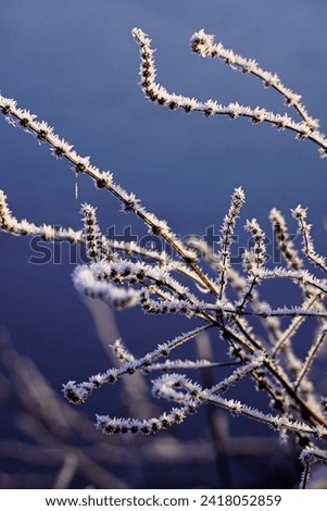 Frozen winter plants with ice detail shot