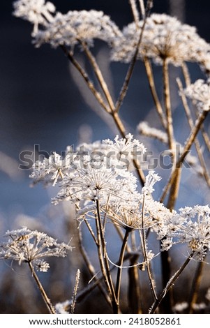 Frozen winter plants with ice Royalty-Free Stock Photo #2418052861
