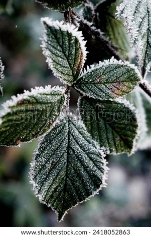 Frozen green leaves with rim of snow and ice textured