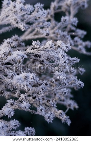 Frozen winter plants with ice bundeld