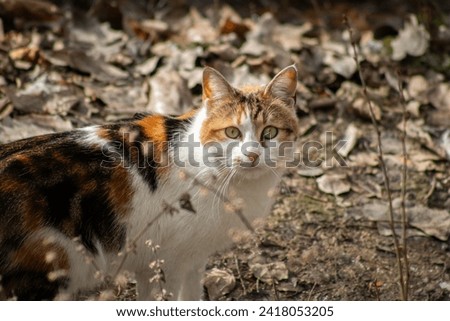 A yellow cat wandering on fallen leaves in autumn