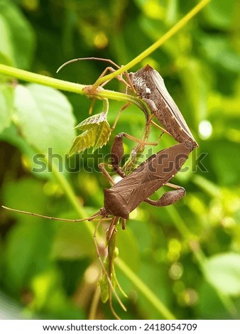 Florida leaf-footed bugs mate while hanging from leaves against a blurry plant background