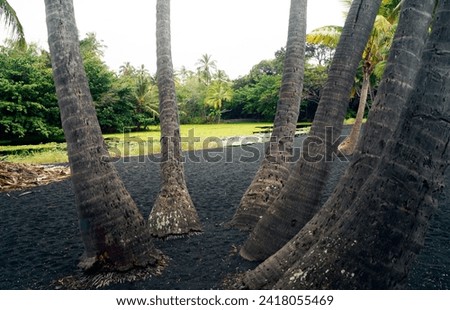 Palm tree in Black Sand, Kona, Kailua, Big Island, Hawaii - United States