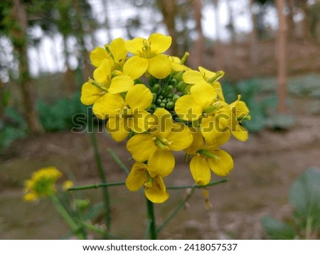 Brassica nigra - Black mustard flowers at Kunnathurpadi Royalty-Free Stock Photo #2418057537
