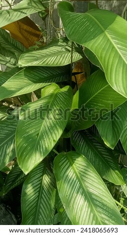 Goeppertia ornata (syn. Calathea ornata, also called variously striped, pin-stripe, or pin-stripe calathea) is a species of perennial plant in the family known as the prayer plants. Royalty-Free Stock Photo #2418065693