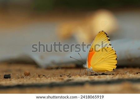 Butterfly standing in a pathway.