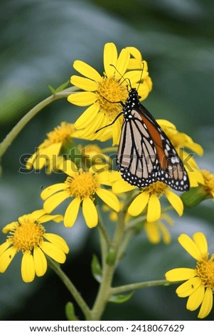 An orange and black monarch butterfly sitting on a yellow flowers with a nice lush green background. 