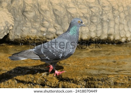 Pigeon standing in the water.