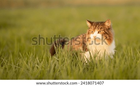 A fluffy cat is sitting in the green grass