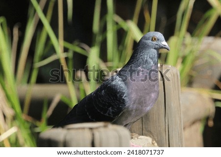 Pigeon standing on a wooden pole.