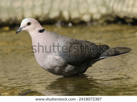 Ring necked dove standing in the water.
