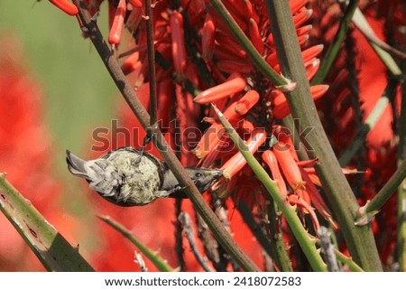 Amethyst sun bird perched on a aloe flower.