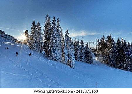 Spruce trees with sun on Mount Pilatus near Lucerne during winter above the inversion