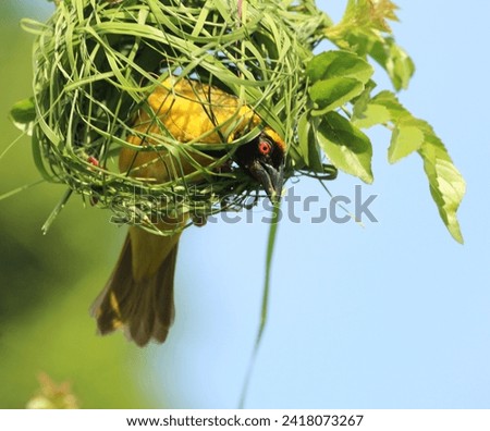 Male Southern masked weaver constructing   its nest.