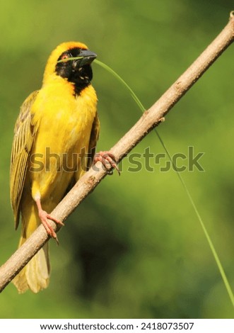Male Southern masked weaver perched on a reed.