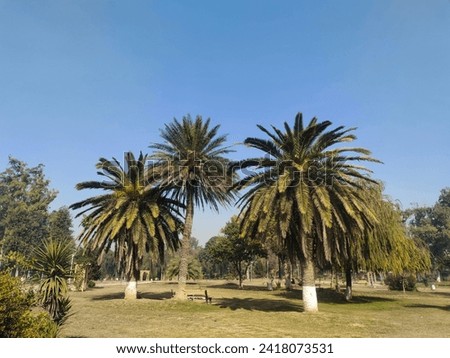 Park view, greenery, long pine type trees and other kinds of trees and plants, very peaceful environment  Royalty-Free Stock Photo #2418073531