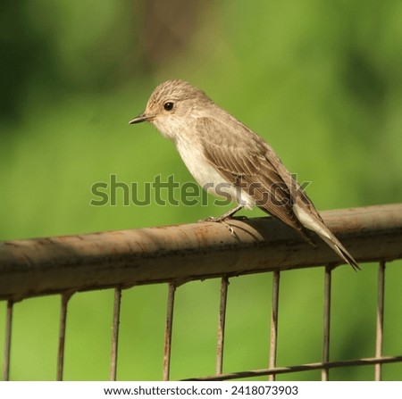Bird perched on a steel gate.