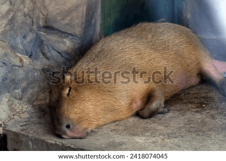 Capibara portrait, the animal is asleep