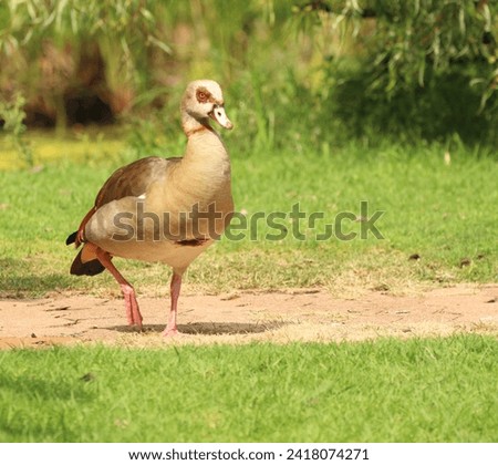 Egyptian Goose walking on the grass.