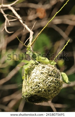 Bird nest constructed in a tree.