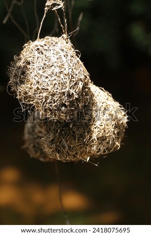 Bird nest constructed in a tree.
