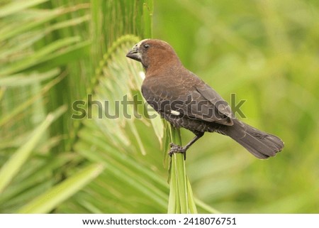 Thick billed weaver perched on a palm leave.
