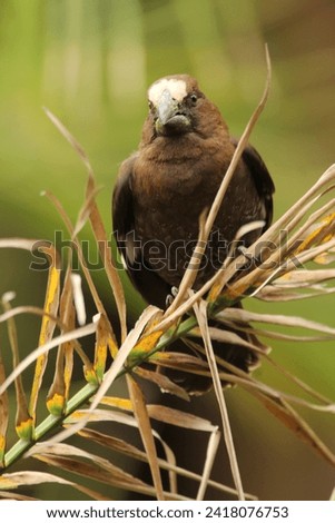 Thick billed weaver perched on a palm leave.