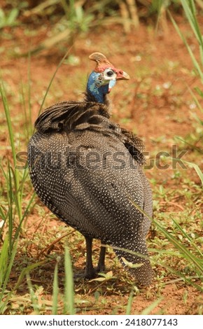Guinea fowl standing on the ground.