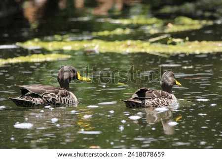 Yellow billed duck swimming in the water.