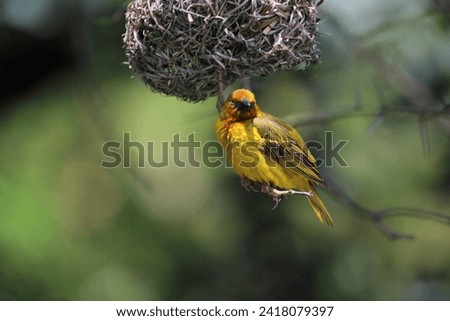 Cape weaver hanging on its nest.