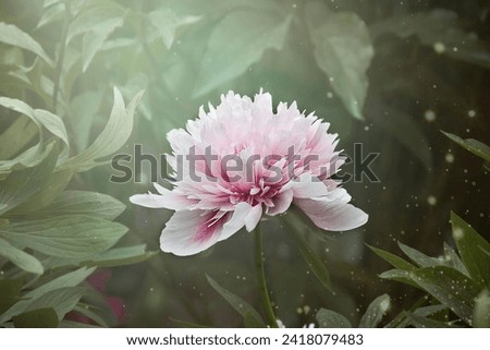 A pink peony in close-up. A garden with blooming pink peonies of the Rosea Plena variety