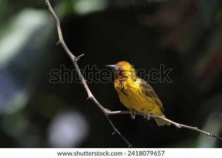 Male Cape weaver perched on a tree branch.