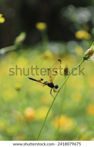 beautiful golden dragon fly on in garden. Selective focus, bokeh background. 