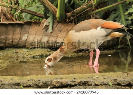 Egyptian goose standing in the water.