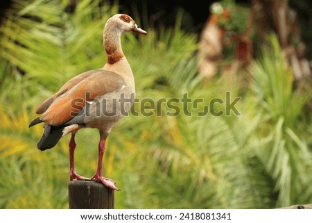 Egyptian goose perched on a wooden pole.