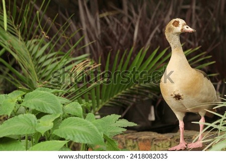 Egyptian goose standing on a rock formation.