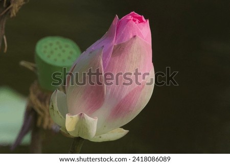 Pink Sacred Lotus flower pictured at the budding and flowering stage taken against a backdrop of lily pads