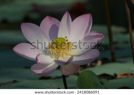 Pink Sacred Lotus flower pictured at the budding and flowering stage taken against a backdrop of lily pads