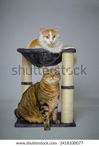 
European common cat and Turkish cat, posing next to a small scratching post on a gray background