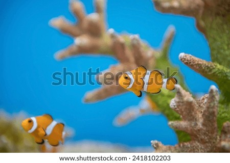 Young orange clownfish or Amphiprion percula swim by coral reef in blue water at Bueng Chawak aquarium, Suphan Buri, Thailand.. Famous fish in cartoon called Nemo.
