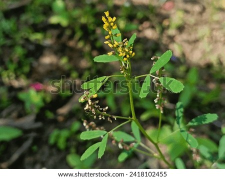 Melilotus indicus, sweet clover, sour clover, annual yellow sweet clover herb flower 