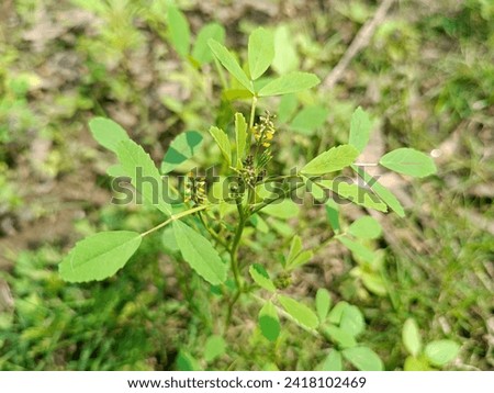 Melilotus indicus, sweet clover, sour clover, annual yellow sweet clover herb flower 