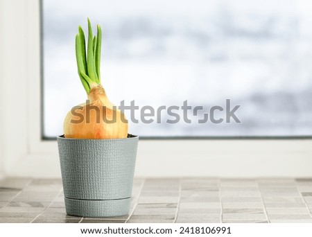 onions growing in a pot on the windowsill Royalty-Free Stock Photo #2418106991