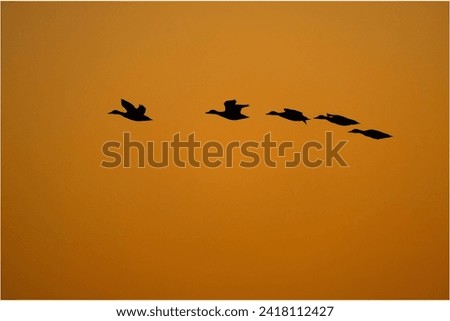 Canada ducks flying over water at sunrise