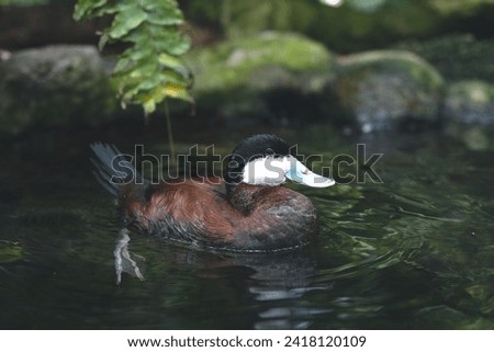 Picture of a Duck in lake