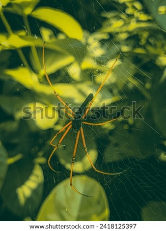 Spider in a Jungle HD Picture for free use 