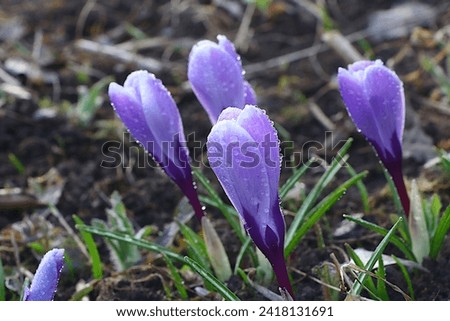 Tender first sprouts of crocuses with drops of dew after rain in the spring garden.Abstract floral background with blurred background with bokeh. Concept of the arrival of spring, floral card,