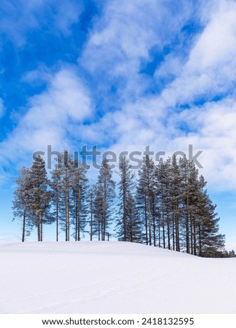 Landscape with snow and trees in wintertime in Kuusamo, Finland.