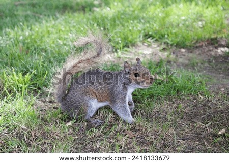 Squirrel in the floor with green grass